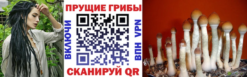 Псилоцибиновые грибы мицелий  Купить  Ленинградская 